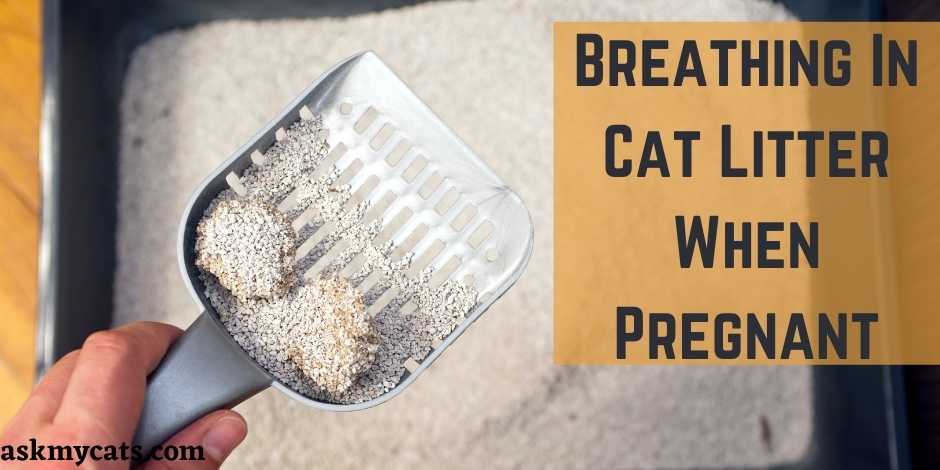 Breathing In Cat Litter When Pregnant