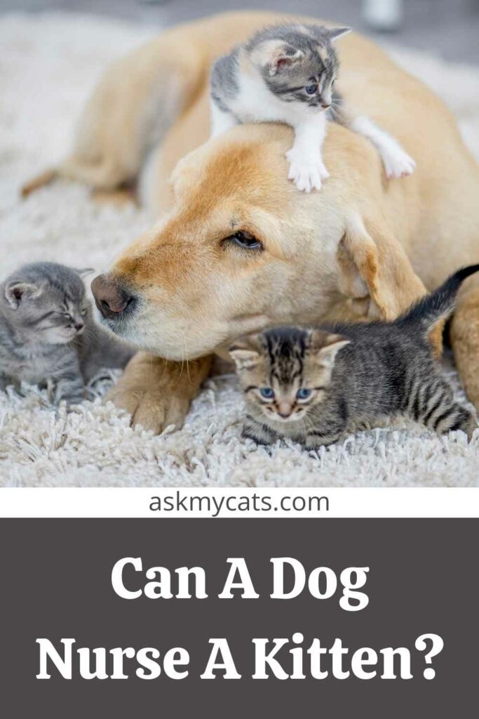 Can A Dog Nurse A Kitten?