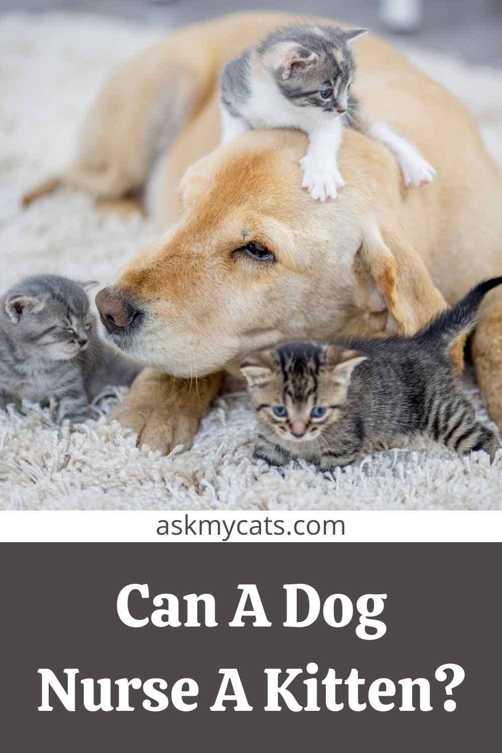 Can Kittens Drink Dog Milk? Can Kittens Nurse From A Dog?
