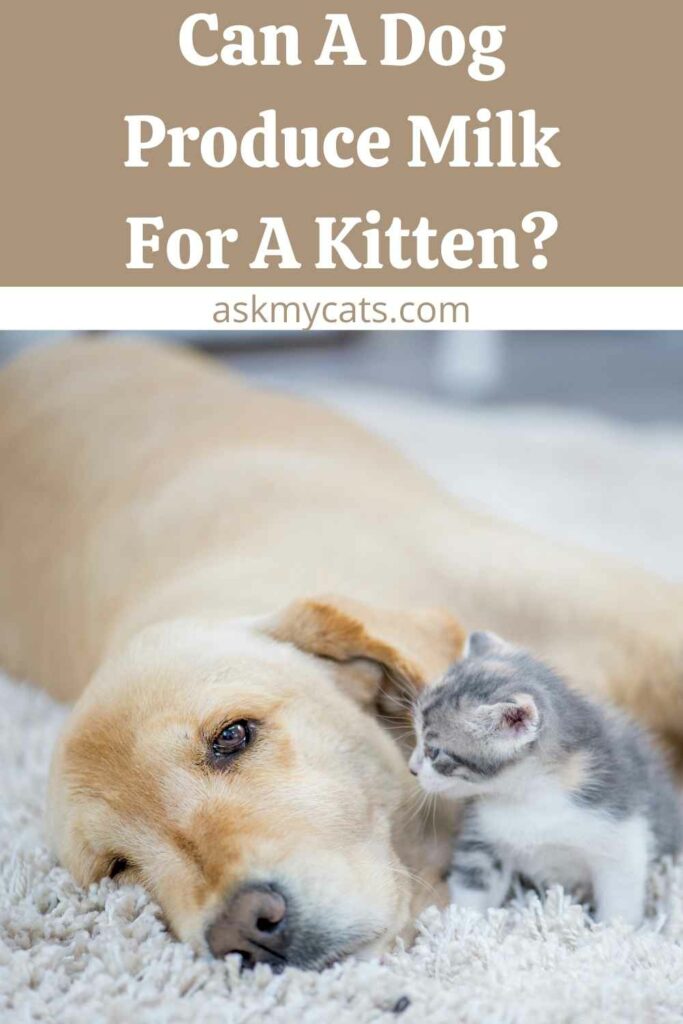 Can A Dog Produce Milk For A Kitten?