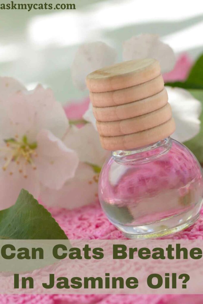 Can Cats Breathe In Jasmine Oil?