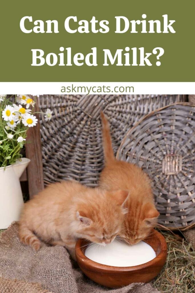 Can Cats Drink Boiled Milk?