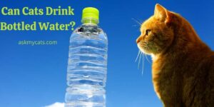 Can Cats Drink Bottled Water? How Should You Give Your Cat Bottled Water?