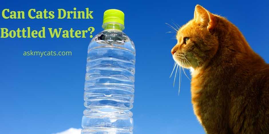 Can Cats Drink Bottled Water.