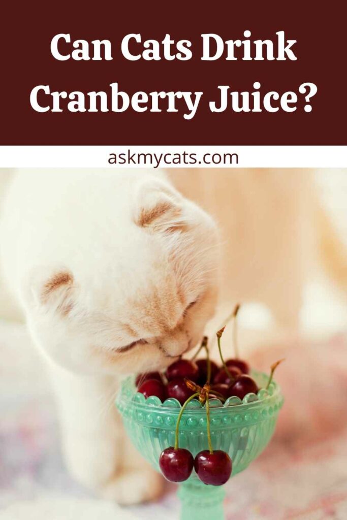 Can Cats Drink Cranberry Juice?