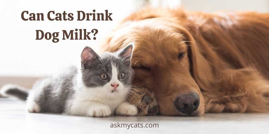 what happens if a kitten drinks dog milk