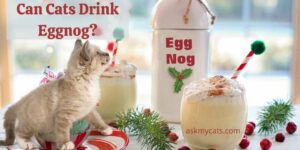 Can Cats Drink Eggnog? What Harm Can It Cause?