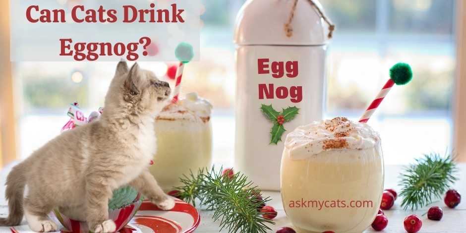 Can Cats Drink Eggnog