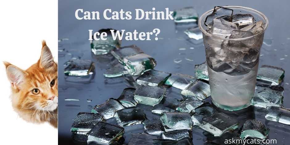 Can Cats Drink Ice Water