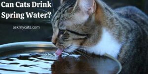 Can Cats Drink Spring Water? Read About Your Pet’s Drinking Water!