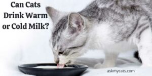 Can Cats Drink Warm or Cold Milk? Which One Do They Prefer?