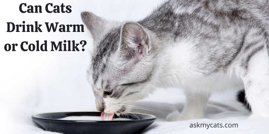 Can Cats Drink Warm or Cold Milk