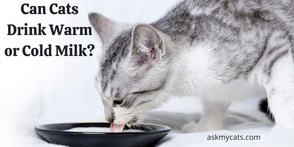 Can kittens 2025 drink cold milk