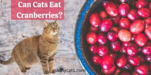 Can Cats Eat Cranberries? Do Cats Like Cranberries?
