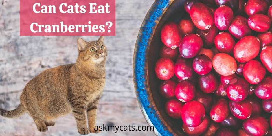 Are cranberries safe outlet for cats