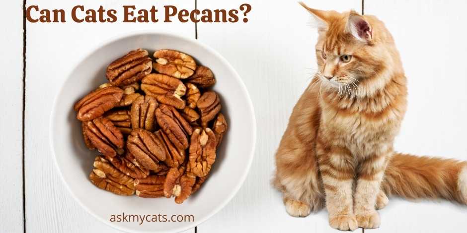 Can Cats Eat Pecans