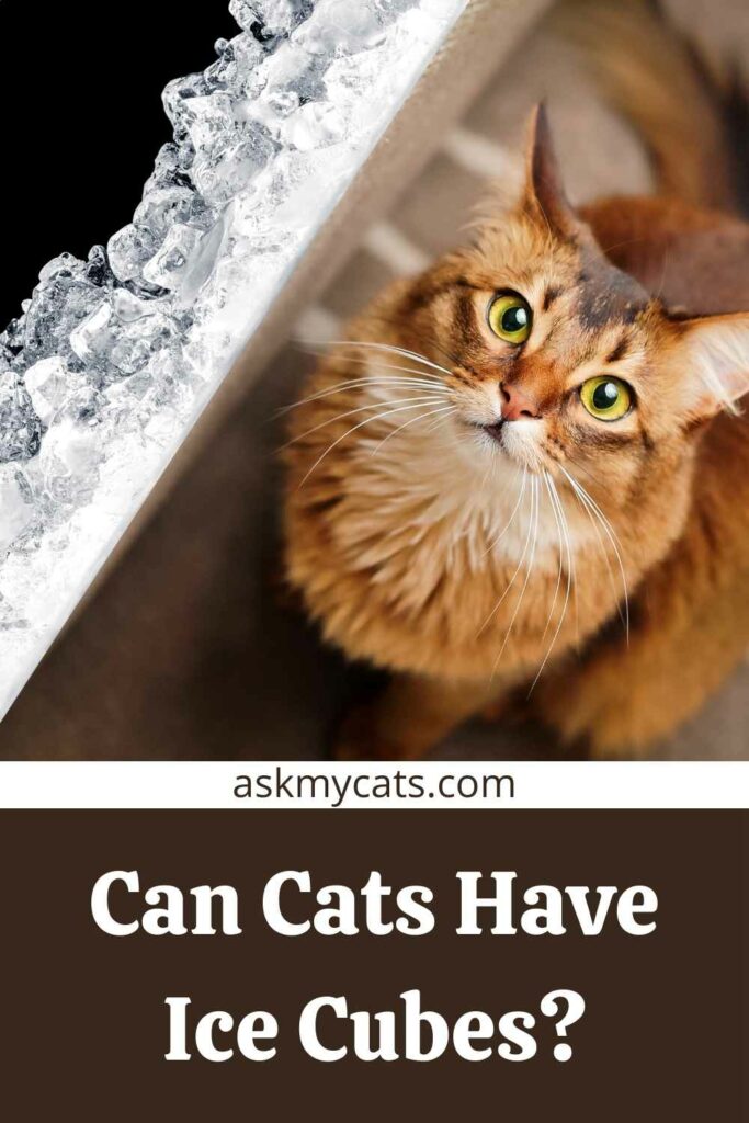 Can Cats Have Ice Cubes?