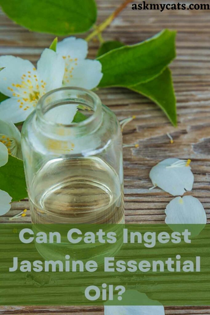 Can Cats Ingest Jasmine Essential Oil?