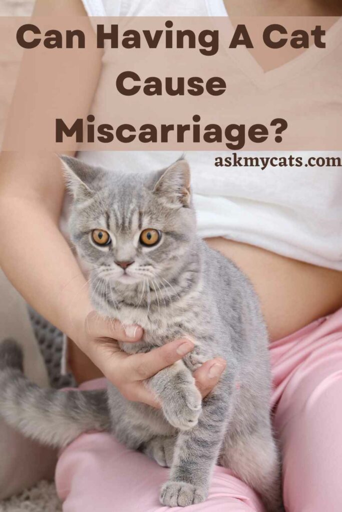 Can Having A Cat Cause Miscarriage?