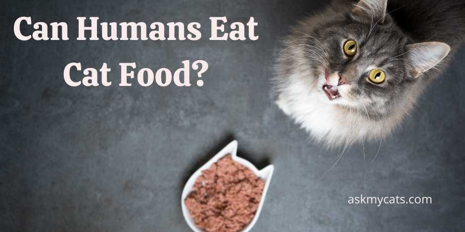 Can Humans Eat Cat Food