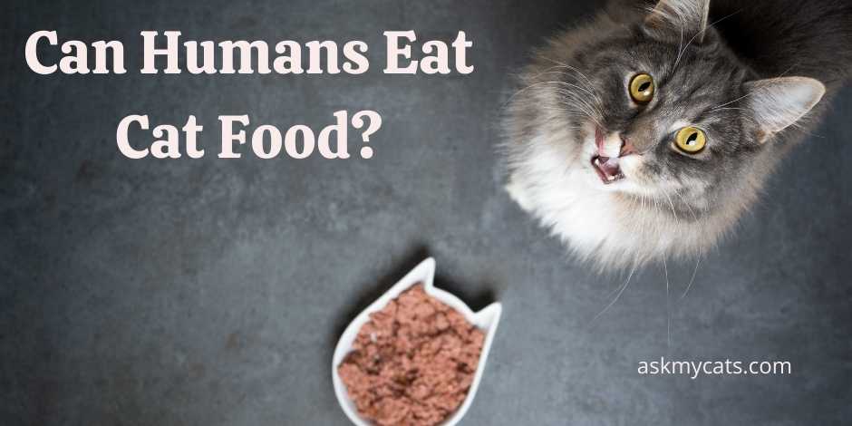 Can Humans Eat Cat Food Is That A Good Idea