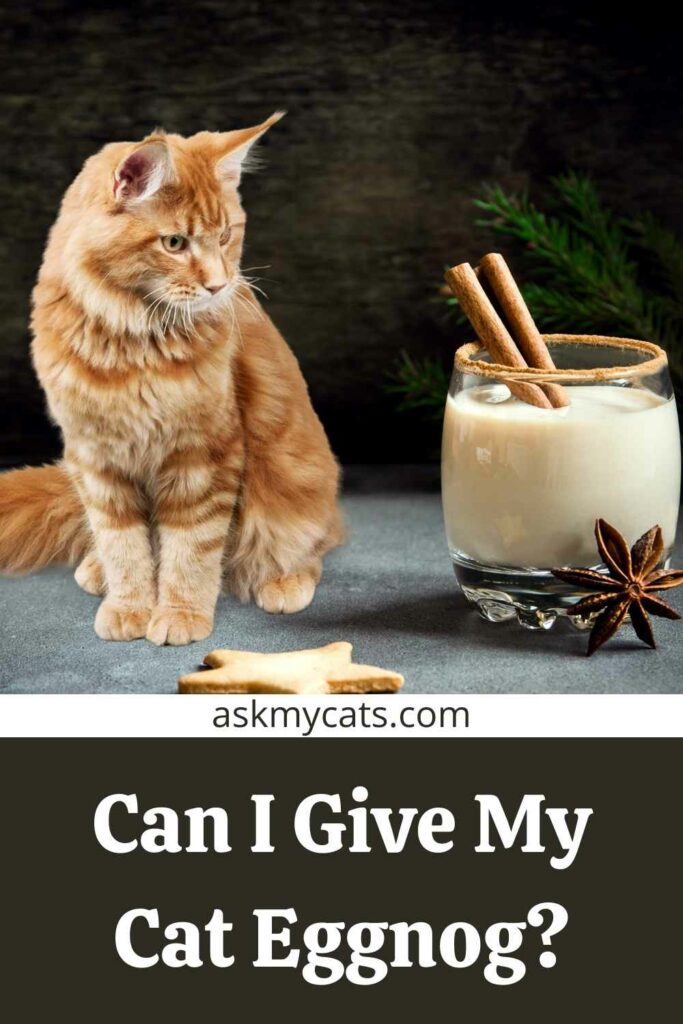 Can I Give My Cat Eggnog?