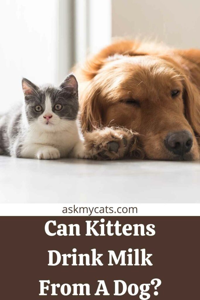 Can Kittens Drink Milk From A Dog?