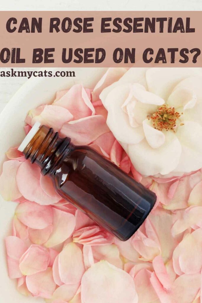 Can Rose essential Oil Be Used On Cats?