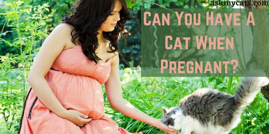 Can You Have A Cat When Pregnant?