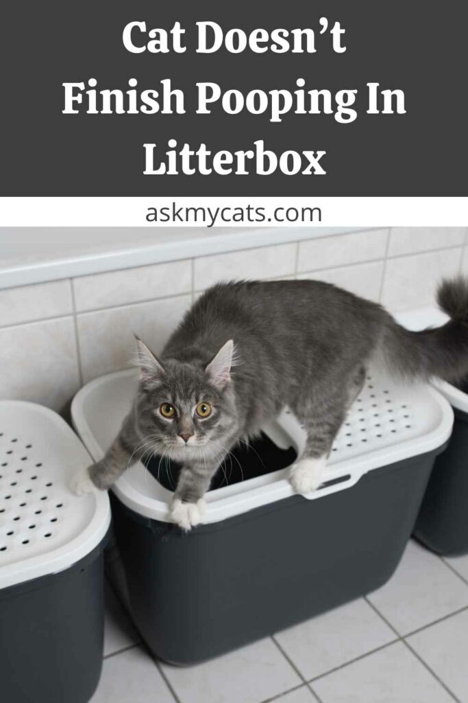 Cat Runs Out of the Litter Box While Pooping? (With Solution)