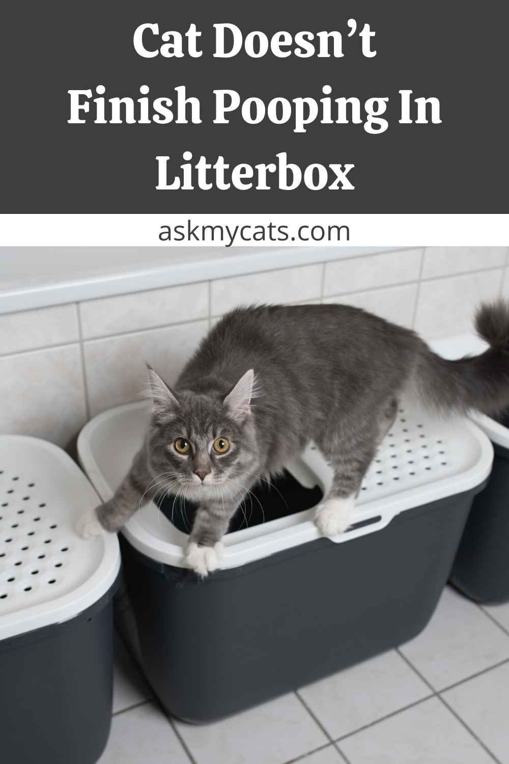 Why Is My Cat Pooping Out Of Her Litter Box at Robert Denker blog