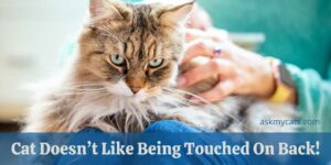 Cat Doesn’t Like Being Touched On Back! What Are The Reasons?