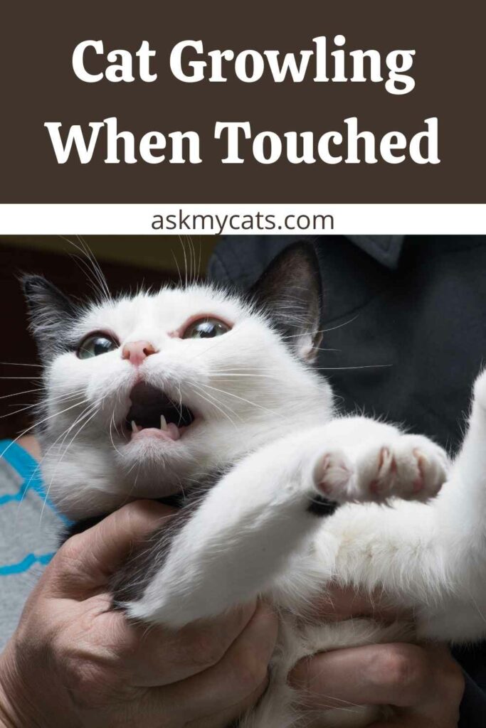Cat Growling When Touched