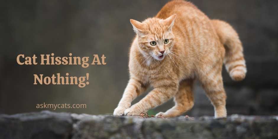 Cat Hissing At Nothing