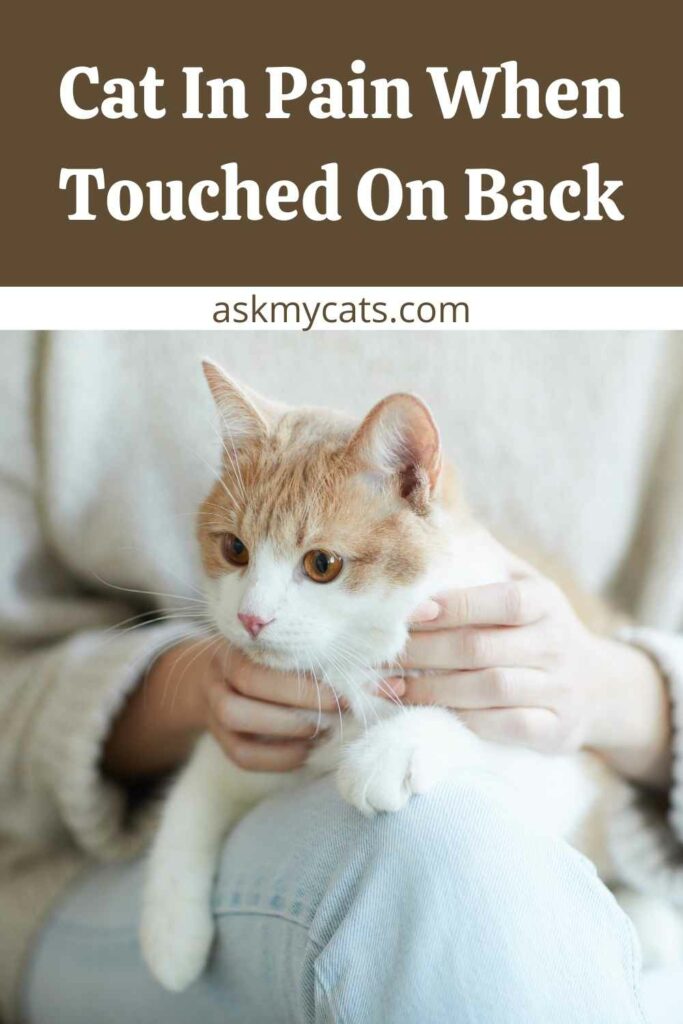 Cat In Pain When Touched On Back