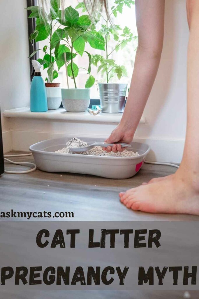 Cat Litter Pregnancy Myth