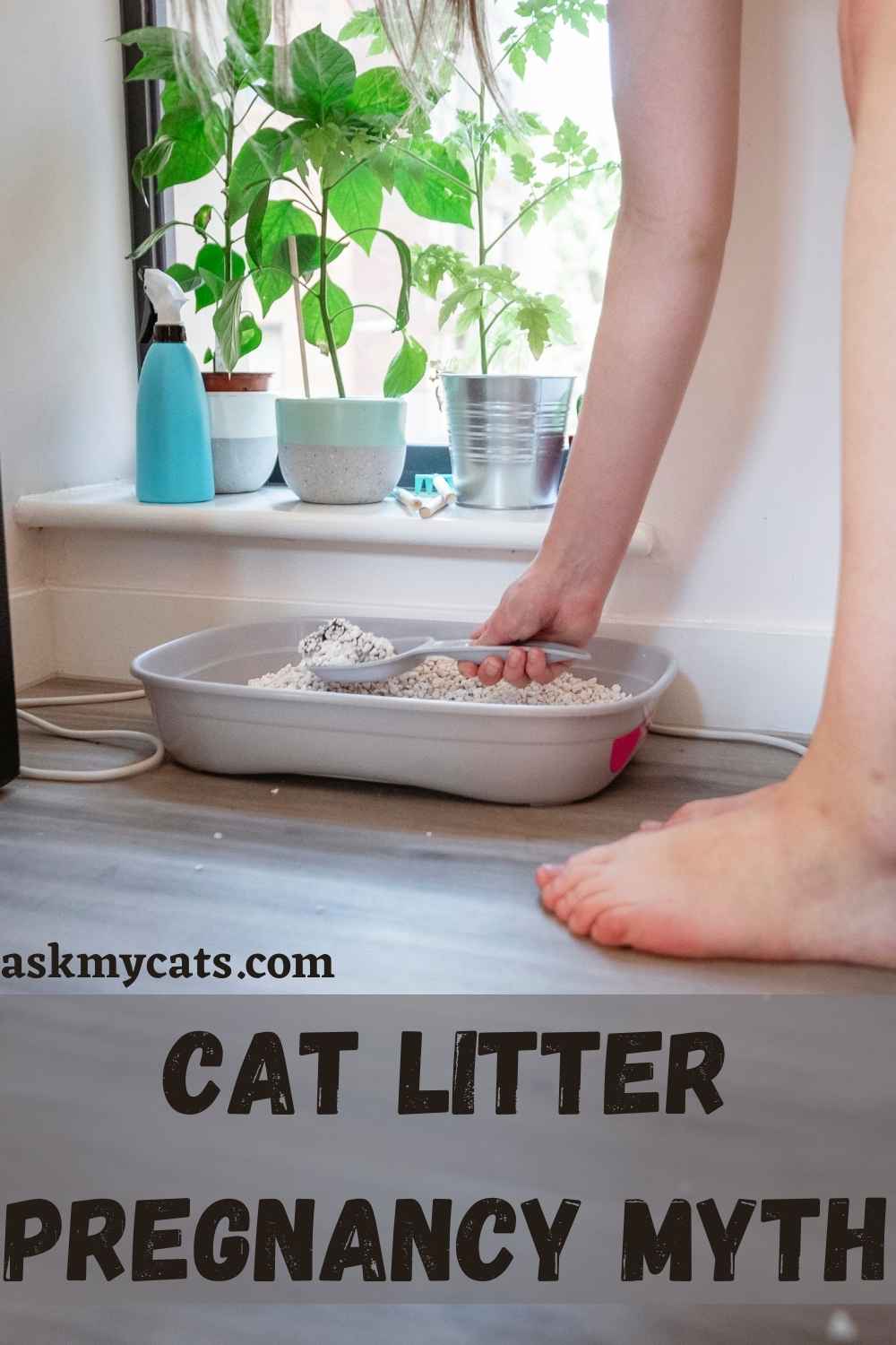 Cat Litter Pregnant Lady at David Lindsey blog