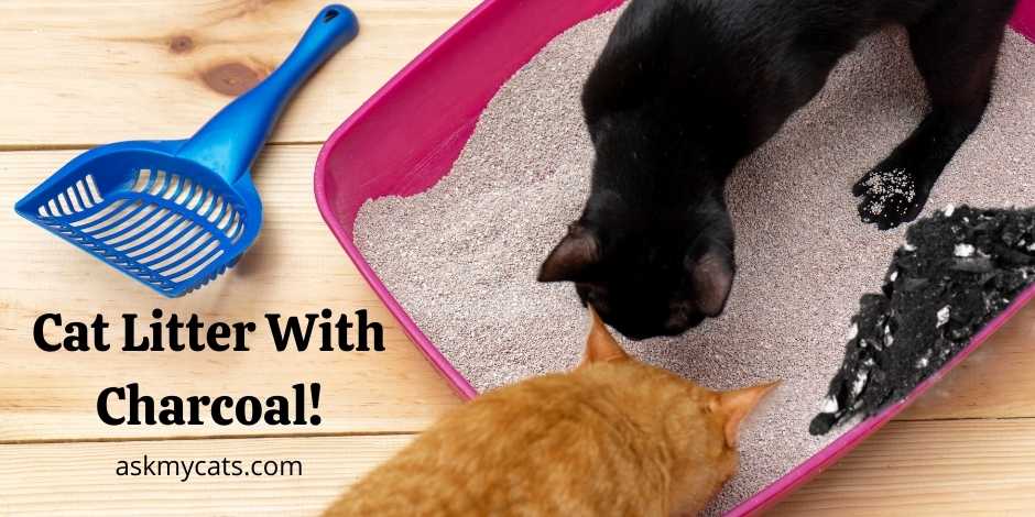 Charcoal kitty clearance litter