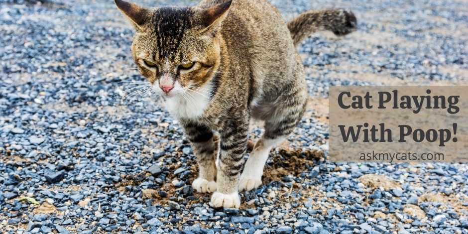 Cat Playing With Poop