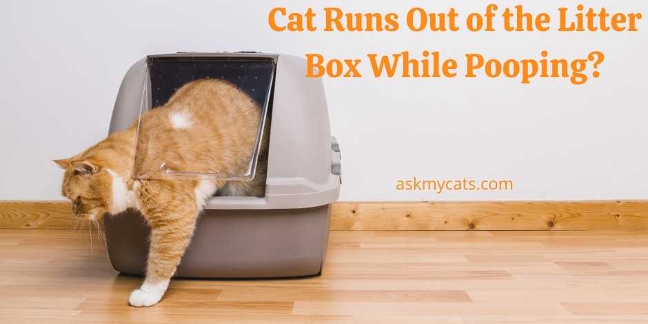 Cat Runs Out of the Litter Box While Pooping? (With Solution)