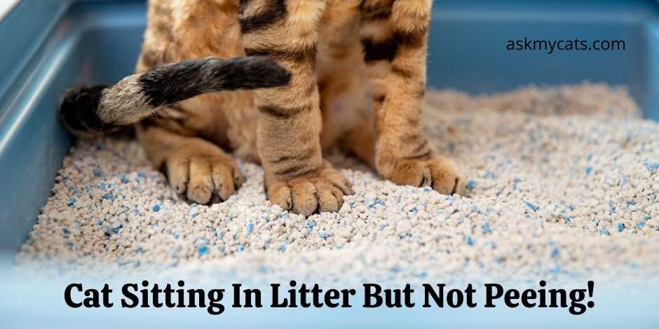 Cat Sitting In Litter But Not Peeing