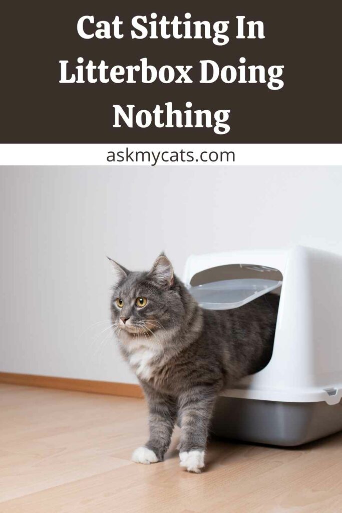 Cat Sitting In Litterbox Doing Nothing