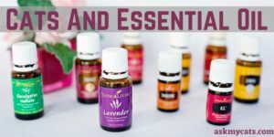 Cats And Essential Oil: Complete Guide