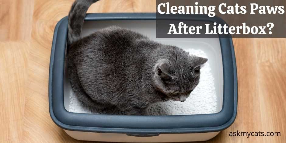 Cleaning Cats Paws After