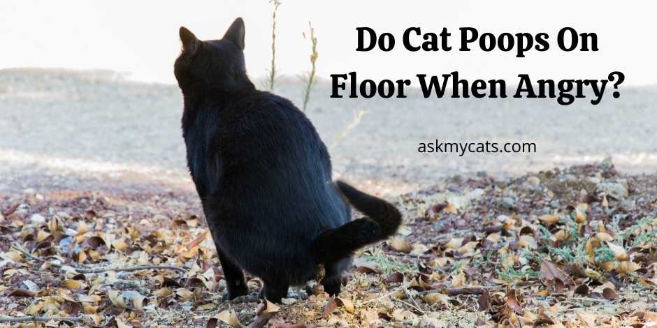 Do Cat Poops On Floor When Angry