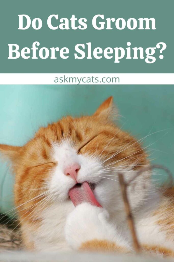 Do Cats Groom Before Sleeping?