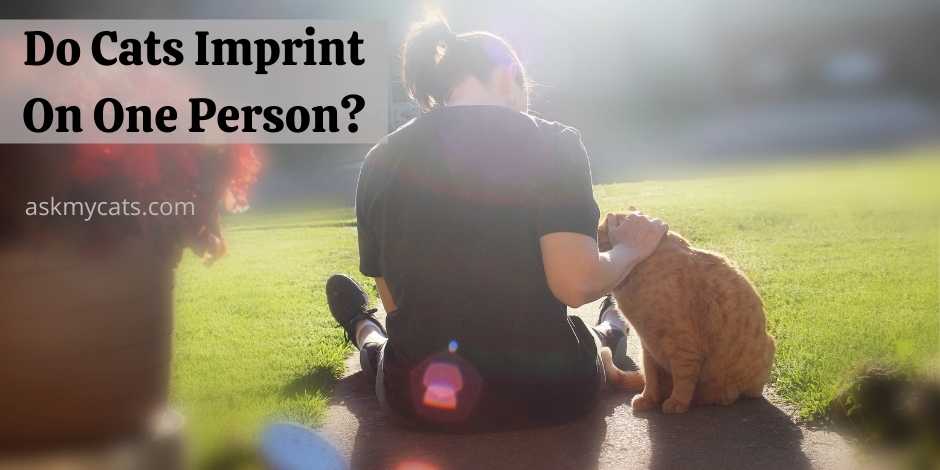 Signs Your Cat Has Imprinted On You: Do Cats Imprint On One Person?