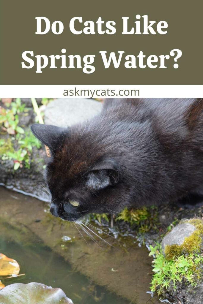 Do Cats Like Spring Water?