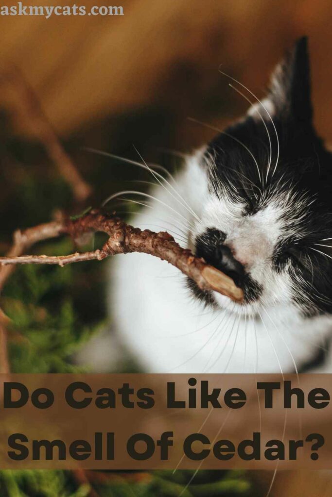 Do Cats Like The Smell Of Cedar?