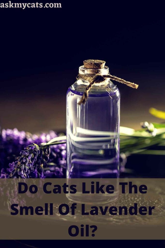 Do Cats Like The Smell Of Lavender Oil?